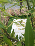 宠物墓地